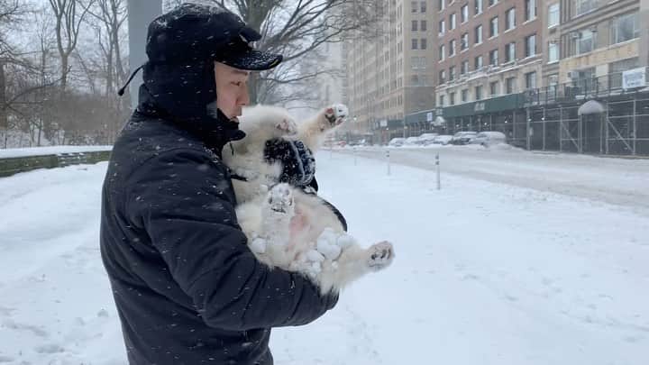 Winston the White Corgiのインスタグラム：「I love snow and snow loves me」