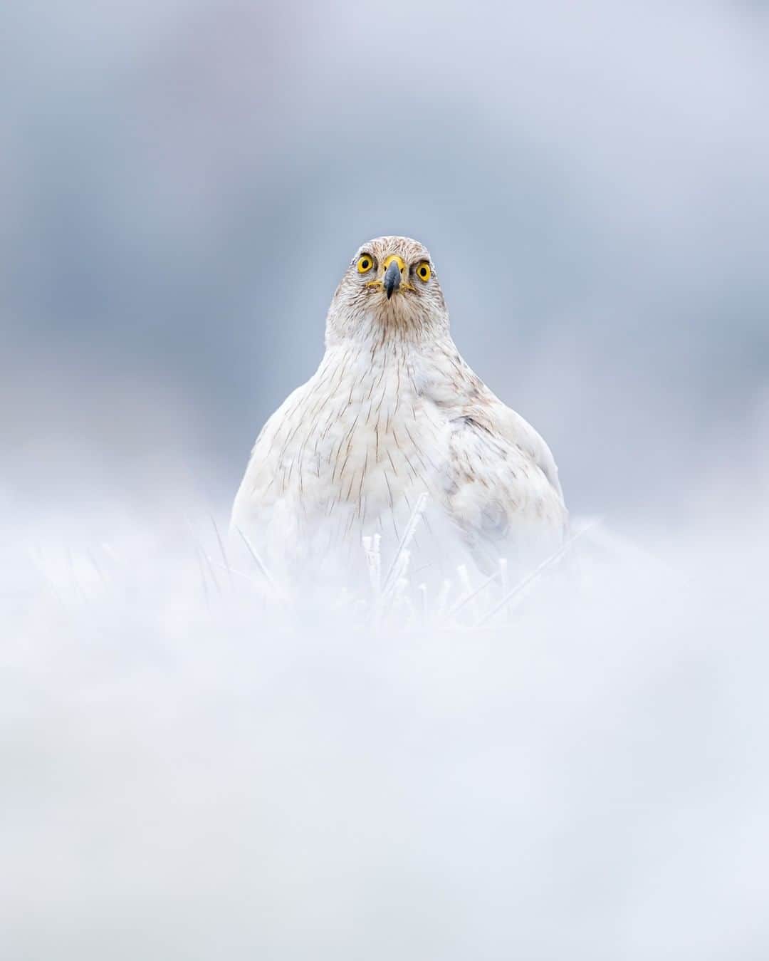 Discoveryさんのインスタグラム写真 - (DiscoveryInstagram)「Albidus Northern Goshawk photographed in a very cold Slovakia.   Photo + Caption: Sean Weekly (@seanweekly)」12月20日 5時40分 - discovery