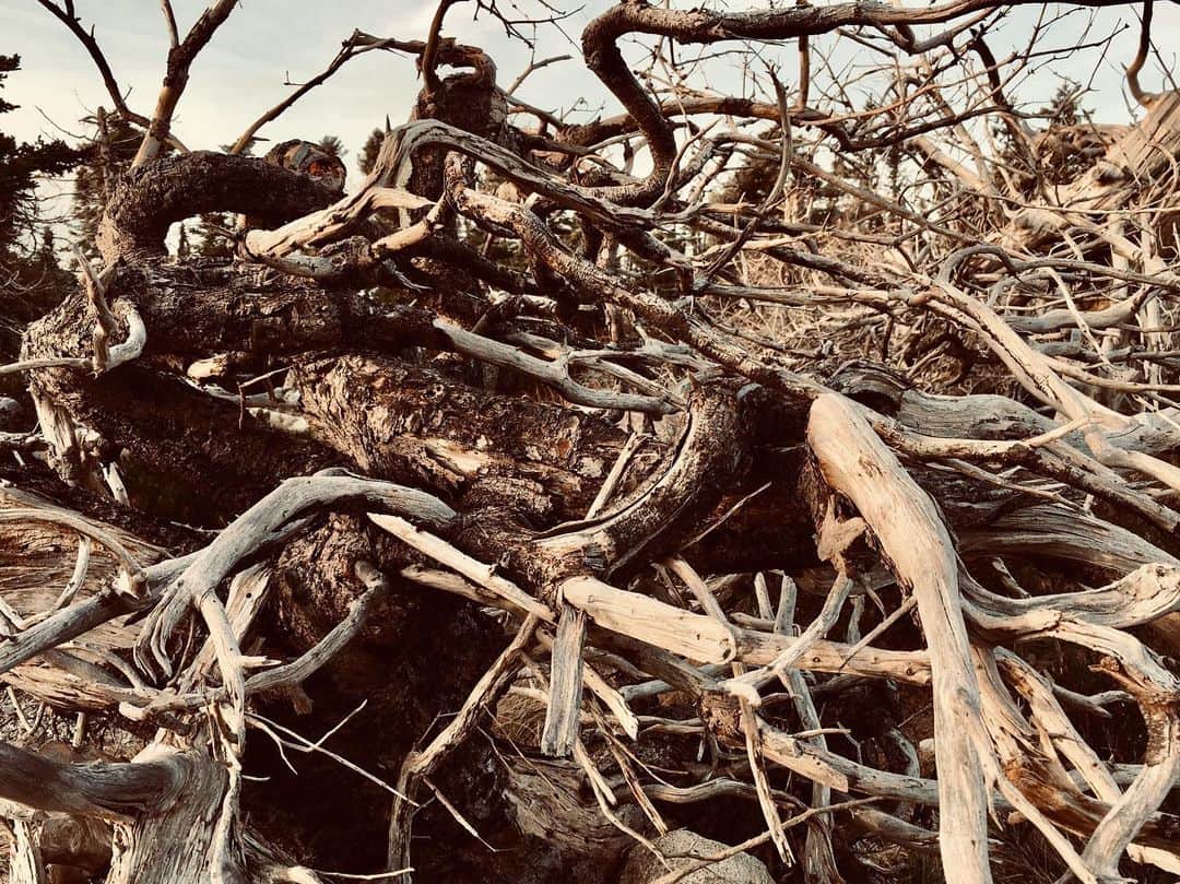 エイドリアン・ブロディのインスタグラム：「#driftwood」