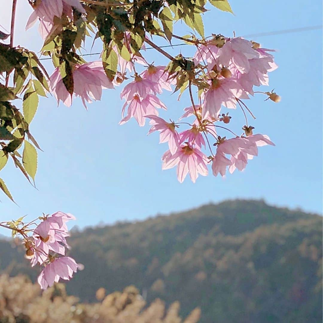 Yuka Kaedeのインスタグラム：「Wakayama, Japan . . 初めて見る花。 小振りのヒマワリかクレマチスのような ピンク色のお花を見つけました♪ . . 先日和歌山へ行った時に吊り橋を調べてみると、 【日本の怖い橋7選‼︎】にあった『佐久間橋』 (野々垣内の吊り橋)が近くにあり寄ってみました。  引きで見ると見過ごす程の薄っぺらい橋。 (実際通り過ぎました) 近くへ行くと[通行定員1名]の看板が… そしてこれは渡ってはいけないレベルの老朽化、 手すりも無し。膝丈ほどの位置にワイヤーがあるのみ。 なので落ちても怪我しない距離まで数歩あるいて終わり。  吊り橋からゆったり紅葉鑑賞などは出来ない橋でした。(^^;) . . #和歌山#龍神村#佐久間橋#日本の旅 #和歌山の花#お花好き#名前の知らない花」