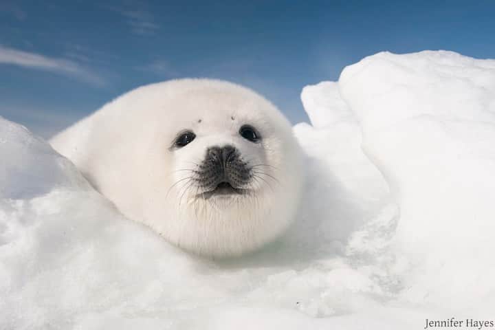 のインスタグラム：「The @Prints.for.Nature fundraiser is almost over! You have only until Thursday, Dec. 10 to purchase stunning fine-art photographic prints, while supporting critical conservation work around the world. Nature has been hit hard by the pandemic. Funding from tourism and travel has disappeared. Your purchase will directly help support those protecting nature. This is a once in a lifetime chance to collect seminal works by leading photographers and help the planet. 100% of profits will go directly to @conservationorg core initiatives. Learn more and get your prints at www.printsfornature.com (Link in profile)  @prints.for.nature #conservation #printsfornature #fineart #wilderness #wildlife #wildlifephotographers #nature #empathyiseverything」