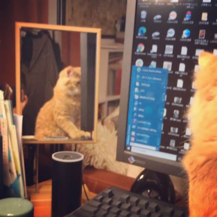 岡田屋鉄蔵のインスタグラム：「ハムさんお仕事中」
