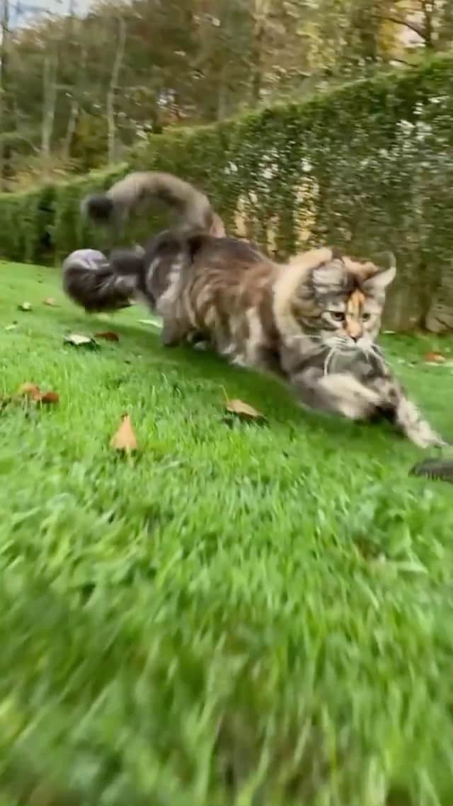 Cats of Instagramのインスタグラム