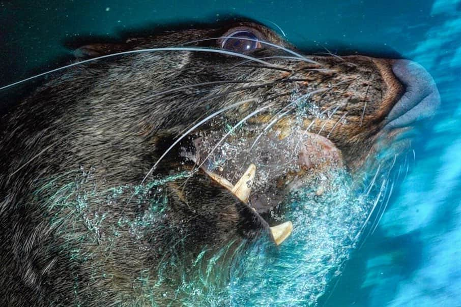 Thomas Peschakさんのインスタグラム写真 - (Thomas PeschakInstagram)「Loosely translated this bull Cape fur seal is telling me to stay away from “his” females! Gaping and blowing bubbles is a threat/intimidation display that many pinniped species employ. All I had to do was move 10 feet and it was as if I had swum past a invisible line which he would not cross. I am used  to seals holding territories on land during the breeding season, but I had never experienced this in the water before. That is one of the things I love about my work, I learn something new every single day! Shot on assignment for @natgeo working with @animal_ocean」12月6日 0時34分 - thomaspeschak