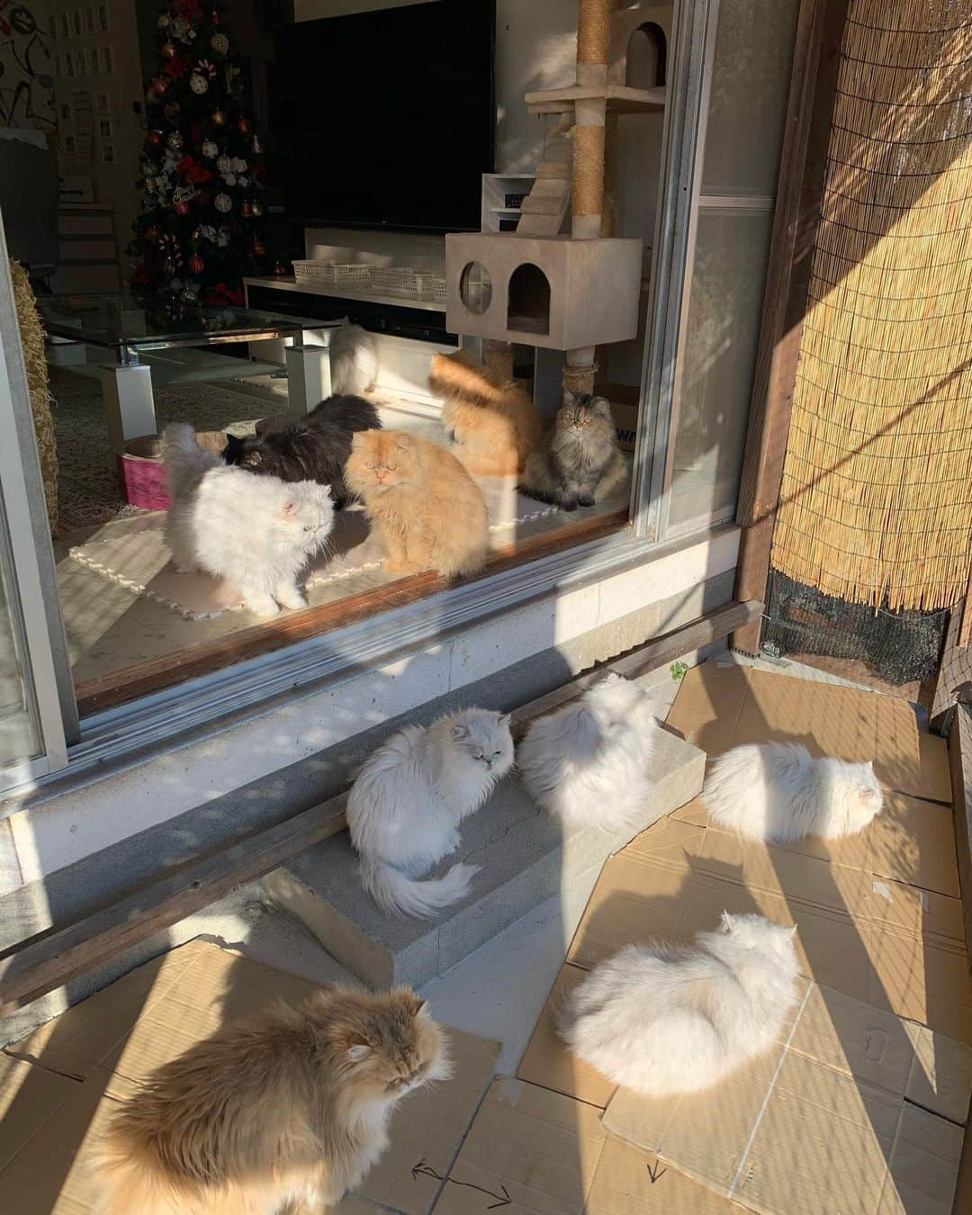 12 Chinchilla Persianさんのインスタグラム写真 - (12 Chinchilla PersianInstagram)「3:35pm 11 degrees, sunny ☀️ but windy afternoon here in japan 🇯🇵 , floofs are enjoying their catio time ❤️ but not me 🌬😆 . I hope your hving a good day / night Nd a good weather too ☀️  #cat #cats #persiancat #catio」12月5日 15時40分 - 12catslady