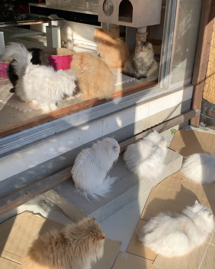 12 Chinchilla Persianのインスタグラム：「3:35pm 11 degrees, sunny ☀️ but windy afternoon here in japan 🇯🇵 , floofs are enjoying their catio time ❤️ but not me 🌬😆 . I hope your hving a good day / night Nd a good weather too ☀️  #cat #cats #persiancat #catio」