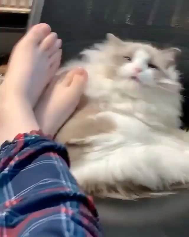 のインスタグラム：「#caturday 🦨」