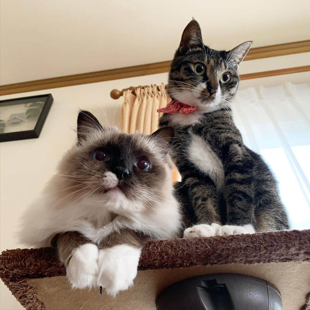 takegaeruのインスタグラム：「きゃわたんなツーショット😽❤️ #cat #猫 #ragdoll #ラグドール #ホワイトポッチーズ #よもねこ #よもぎねこ #キジトラ #きじとら」