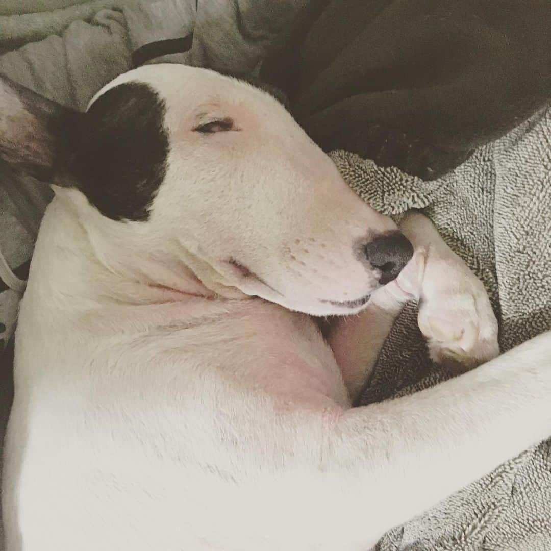 のインスタグラム：「#minituru#bull#terrier#minibullterrier#miniturubullterrier#dog#dogstagram#cute#qtaro#love#family#ミニチュア#ブルテリア#ミニチュアブルテリア#Q太郎」