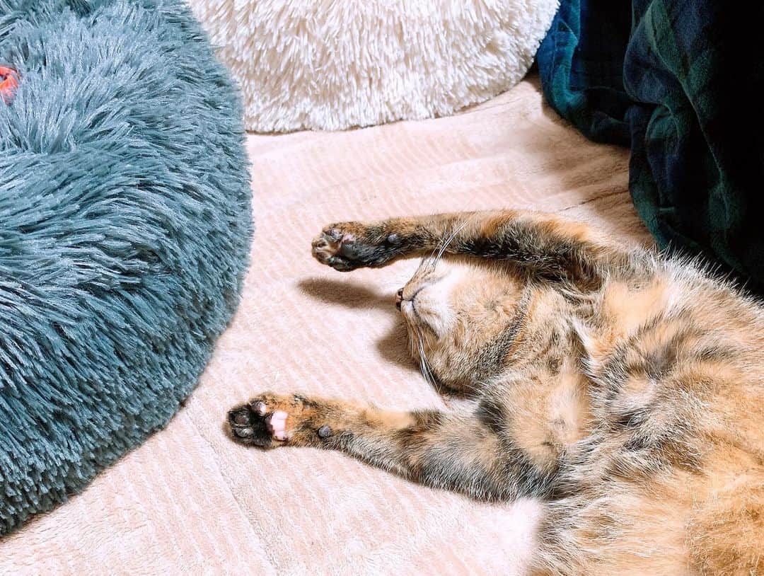 秋山ゆずきさんのインスタグラム写真 - (秋山ゆずきInstagram)「. . 可愛すぎるからおすそ分け。  寝てる姿が可愛すぎて 見とれてたら つられてお昼寝してしまって 目が覚めたら 誰も隣に居なかった  つら🤦‍♀️  コーヒー飲んで、脳みそ動かします‪‪☺︎‬  #猫 #ねこすたぐらむ  #バンザイ寝  #ねこ #くくきき成長記録 #ふみふみ」12月5日 17時03分 - yuzukiakiyama