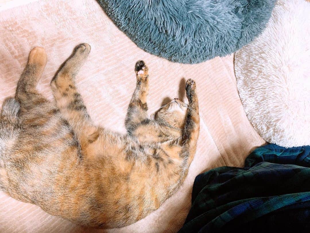 秋山ゆずきさんのインスタグラム写真 - (秋山ゆずきInstagram)「. . 可愛すぎるからおすそ分け。  寝てる姿が可愛すぎて 見とれてたら つられてお昼寝してしまって 目が覚めたら 誰も隣に居なかった  つら🤦‍♀️  コーヒー飲んで、脳みそ動かします‪‪☺︎‬  #猫 #ねこすたぐらむ  #バンザイ寝  #ねこ #くくきき成長記録 #ふみふみ」12月5日 17時03分 - yuzukiakiyama