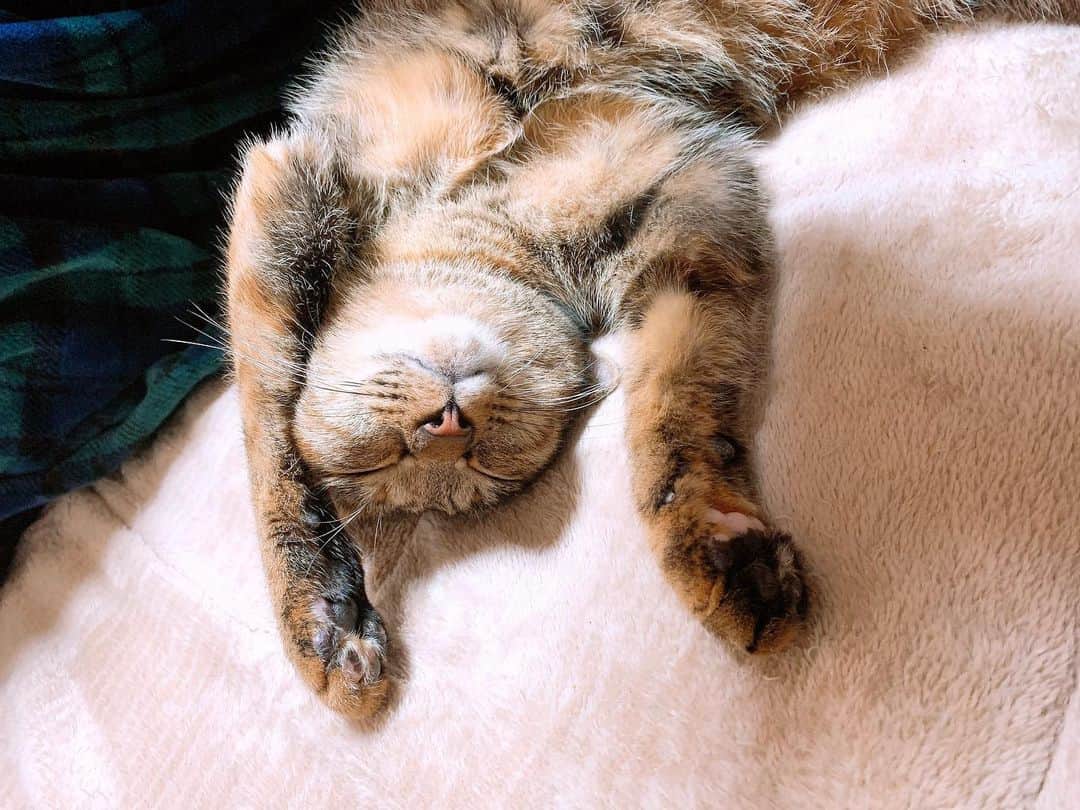 秋山ゆずきさんのインスタグラム写真 - (秋山ゆずきInstagram)「. . 可愛すぎるからおすそ分け。  寝てる姿が可愛すぎて 見とれてたら つられてお昼寝してしまって 目が覚めたら 誰も隣に居なかった  つら🤦‍♀️  コーヒー飲んで、脳みそ動かします‪‪☺︎‬  #猫 #ねこすたぐらむ  #バンザイ寝  #ねこ #くくきき成長記録 #ふみふみ」12月5日 17時03分 - yuzukiakiyama