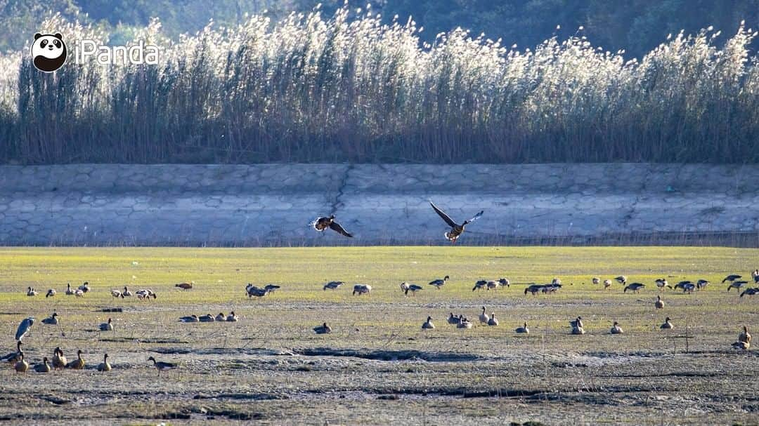 iPandaさんのインスタグラム写真 - (iPandaInstagram)「Recently, large flocks of migratory birds arrived at Poyang Lake in southeast China's Jiangxi Province for winter. Poyang Lake is the largest freshwater lake in China and an important wintering area for waterbirds in Asia. Currently, more than 26,000 birds have reached Poyang Lake to go through the upcoming winter.  (Photo credit: CFP.CN)  🐦 🐦 🐦 #Panda #iPanda #Cute #AGreenerEarth #WildlifeParadise #PandaPic」12月5日 17時30分 - ipandachannel