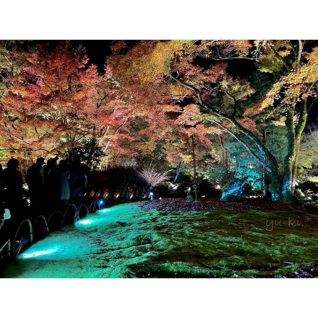 二見夕貴さんのインスタグラム写真 - (二見夕貴Instagram)「. 秋のひとり旅 2020 Kyoto🍁Day 1 . △△△△ 宝厳院 . . ライトアップも 行ったことないところシリーズで絞って 決めた行き先がこちらでした☺︎ . ライトの当て方が素敵で ほぼ先頭で入場したのに気づいたら 前に人が詰まってるほどじっくり堪能した♡笑 . PENちゃん暗がりでの手振れに弱いから kiss Mだったか〜〜と思ったけど なんとか撮れた☺︎ . . 大きな岩や松の木、 苔の絨毯の間を流れる小さな川が 素敵だったからまた昼間にも来たい☺️ . 今まで大して巡ってなかった嵐山を いろいろと見れたDay 1でした☺︎ . . ▷1〜3枚目 OLYMPUS PEN mini E-PM2 . #autumnlights #redleaves #japanautumn #kyototrip #travelinjapan #cameragirl #tripgirl #arashiyama #olympuspen #紅葉ライトアップ #紅葉狩り #秋の夜 #秋旅 #カメラ女子 #京都旅 #ひとり旅女子 #嵐山紅葉 #宝厳院ライトアップ #紅葉フレーム #ファインダー越しの私の世界 #写真好きな人と繋がりたい」12月5日 17時31分 - yyyuki___