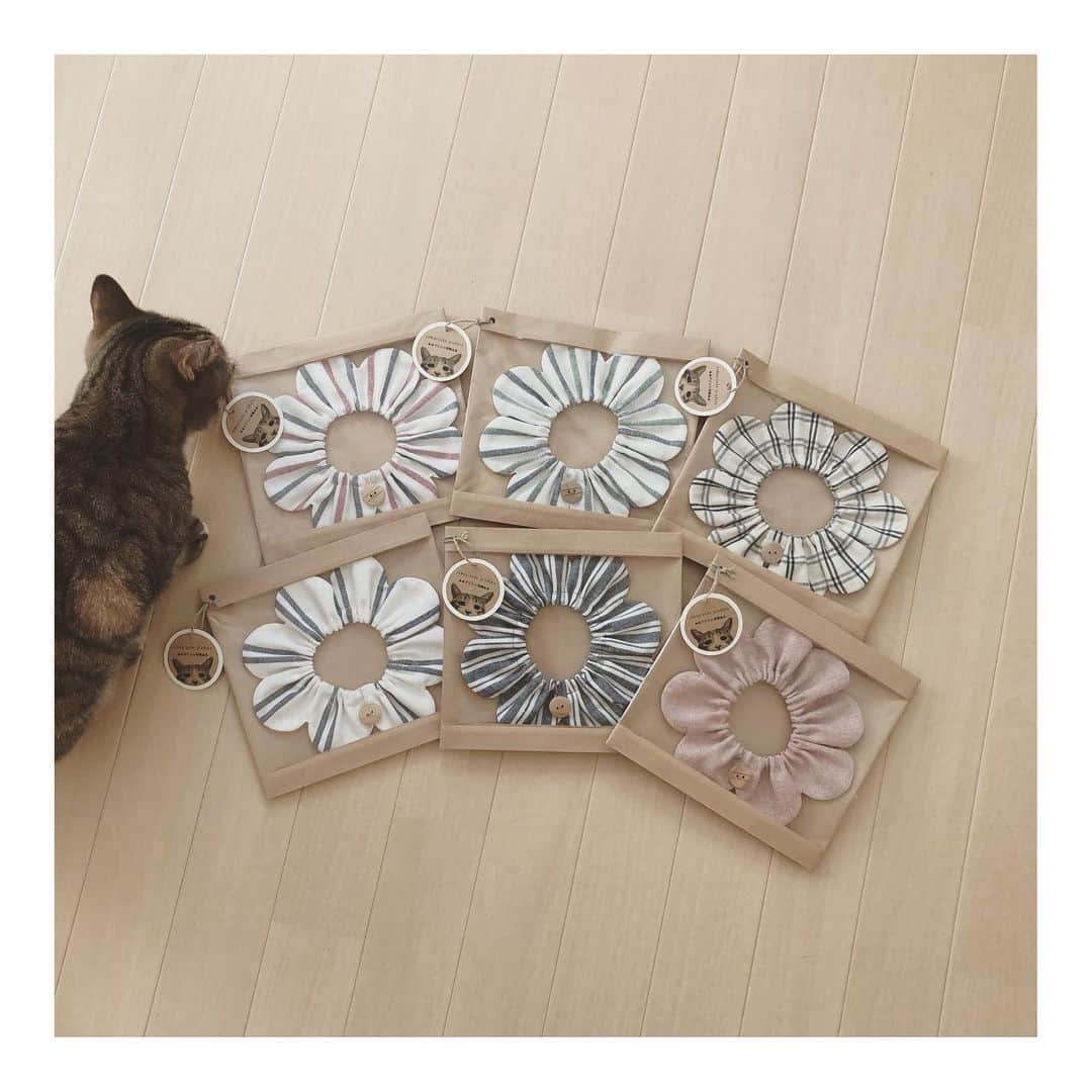 こむぎのインスタグラム：「*【完売しました！ありがとうございました🙇🏻次回は春前くらいかな？🤔】 ウェブショップオープンのお知らせ✨✨ 明日12/6(日)の21:00から！ こむぎねこプロデュースザビエル首輪とこむぎグッズのチャリティーウェブショップオープンします🤗✨ 愛猫ちゃんへのクリスマスプレゼントにいかがでしょうか？🎄🎁✨  インスタのプロフィール画面にあるLink treeの1番上にあるcomugineko webshopから事前に首輪の柄などご覧いただけますー🤗 今回種類は少ないのですが、うち5種類はウェブショップでの販売ははじめての新作で、残りの1つは前回問い合わせの多かったサクラですー✨ 狙っていたわけじゃないのですが、そういえばトリコロールがクリスマスカラーでした😳🎄  よくやく崩壊現場に残っている子たちは残り3匹となりまして、何とか今月中に脱出をさせたいと思っております🙇🏻(里親様、預かりボラ様大募集中です！) 今月はその子たちの搬送費と、今後のつばめの毎月の病院代が大きくなりそうなのでチャリティーウェブショップを行うことにしました💦 首輪の金額は通常の価格より500円ほどアップしてその分支援金とさせていただきたいと思います🙇🏻 また、売上すべて寄付金になるこむぎのマスキングテープとポストカードのセット販売もまた行います〜🤗✨ ご協力何卒よろしくお願いします🙇🏻🙇🏻  🐈つばめくんのこと🐈 つばめは現場でも1番ガリガリに痩せていて、当初現場でパウチなど高栄養のものをあげていましたがさすがに危なさそうとのことで昨年12/19から青井さん( @asano.aoi )宅でお世話することに。(3枚目は現場での様子) 順調に体重も増え年明けの1月に一部抜歯手術を行いましたが、その後、急に容態が変わってしまい…💦 突然の赤茶色の尿と体の黄疸💦 つばめに何が起こってる？？ 血液検査を行うと酷い貧血で急いで輸血をしないと命に関わると言われてしまい…💦 青井さんが病院にかけあってくださりなんとか入院・輸血を行いました。(4枚目の写真) その後ずっと検査・通院・投薬を行ってきましたが中々改善されず、先月11月に大学病院で検査をしてやはり通院中の病院でも言われていたとおり、つばめは免疫介在性溶血性貧血であるとの結果でした。 自身の免疫が異常を起こし、自身の赤血球を壊し貧血状態になってしまう病気です。 この病気になる子はワンちゃんの方が多いようです。 引き続き貧血サプリを併用しながら、ステロイドやアトピカの投薬をしていくことになります。 大学病院でしっかり話を聞くことが出来て、なんとかこれからつばめが元気になるように治療を行っていきたいと思います😭 つばめは人見知りもなく、近寄ってきて撫で撫でさせてくれます。 本当に可愛い子なんです😭 なんとかつばめの体調が安定し、理解ある里親さんへ繋いであげたいです💦 青井さんが四苦八苦しながらこの約1年間つばめの通院、投薬を行ってくれました。 引き続きつばめの応援もよろしくお願いします🙇🏻✨✨  里親募集中の子たちの情報→ @comugineko  問い合わせは @tomochunba までDMにてご連絡くださいませ🙏🏻✨  #こむぎねこウェブショップ  #こむぎねこプロデュース  #ザビエル首輪 #ザビエラー #岐阜多頭崩壊レスキュー   ▲▲ザビエル首輪とは▲▲ まいさん( @maihimemoco )考案のもので、売上は猫の保護活動に使われます。 こむぎねこプロデュースザビエル首輪はちょっと大人の猫ちゃんを演出する落ち着いたデザインのラインナップになっています🤗 ⚠️ミンネ・メルカリでは販売していません。」