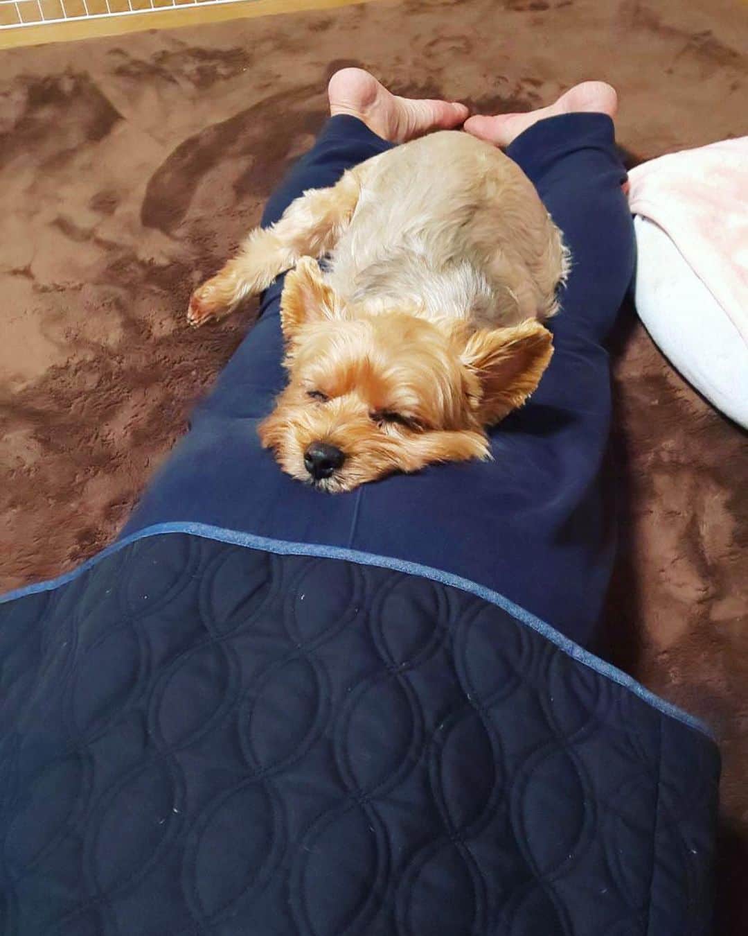 小川麻琴さんのインスタグラム写真 - (小川麻琴Instagram)「昨日、お母さんから送られてきた写真のチョコ君が可愛いのに対し、、、  お父さんの寝方がツボ🤣笑  チョコ君は、お父さんが大好きでね。  いつもお父さんの身体のどこかにくっついて寝るのだけど、、 今回はふくらはぎの間がベットになりましたとさ🙈💕  #実家 #愛犬 #可愛い #お父さん #おもろい」12月5日 17時52分 - 1029_makoto