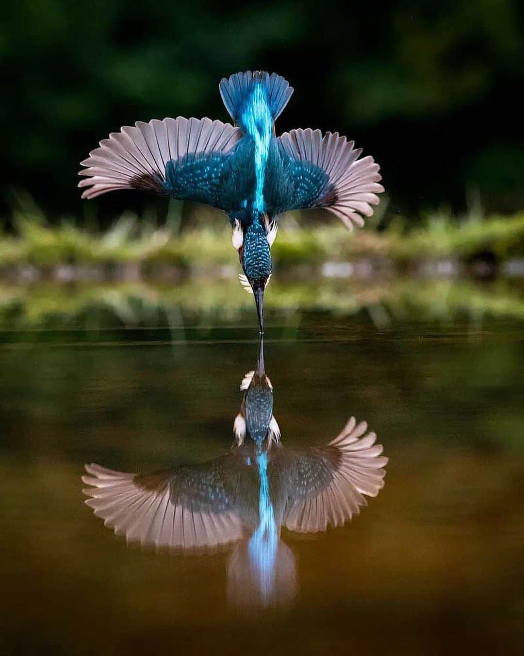 Canon Photographyさんのインスタグラム写真 - (Canon PhotographyInstagram)「A diving kingfisher. Wow! Photography // @andyfarrerphoto Curated by @steffeneisenacher  #kingfisher #birdsofinstagram #birdphotography #wildlifephotography #scotland」12月5日 18時14分 - cpcollectives