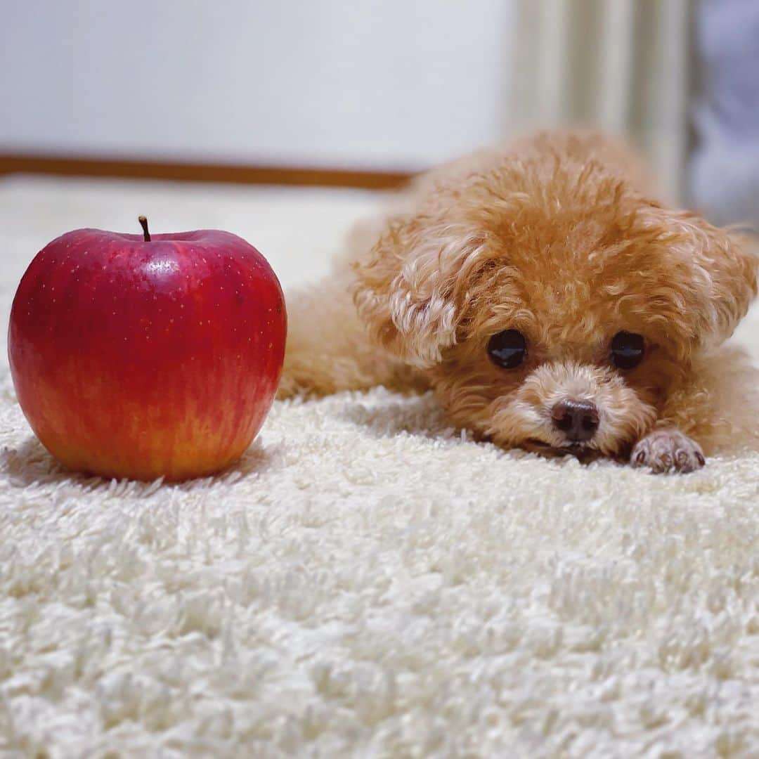 ふわのインスタグラム：「いつも応援ありがとうございます☺︎感謝です！  #toypoodle#toypoodlegram#dogsofinstagram#doglover#doglife#apple#instadog#dog#fuwamama#ふわもこのふわ#トイプードル#ふわもこ部#犬バカ部#親バカ部#犬のいる暮らし#いぬすたぐらむ#今日のふわ#りんごとふわ#カレンダー#🍎🐻」