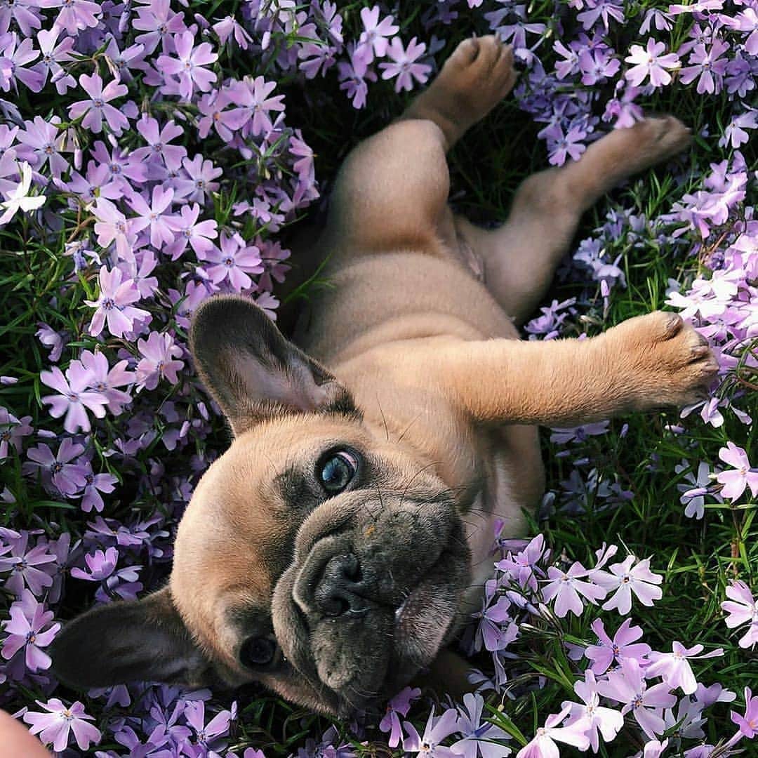 French Bulldogさんのインスタグラム写真 - (French BulldogInstagram)「We’ve got a thing for flowers 💜💜💜⁣ @oldtownoakley . . . . . #frenchie #frenchieoftheday #französischebulldogge#franskbulldog #frenchbull #fransebulldog #frenchbulldog#frenchiepuppy #dog #dogsofinstagram #petstagram#puppy #puppylove #bully #bulldog #bullyinstafeature#bulldogfrances #フレンチブルドッグ #フレンチブルドッグ #フレブル #frenchyfanatics #frenchiesgram#frenchbulldogsofinstagram #frenchiesoverload#ilovemyfrenchie #batpig #buhi #buhigram #buhistagram」12月5日 18時26分 - frenchie.world