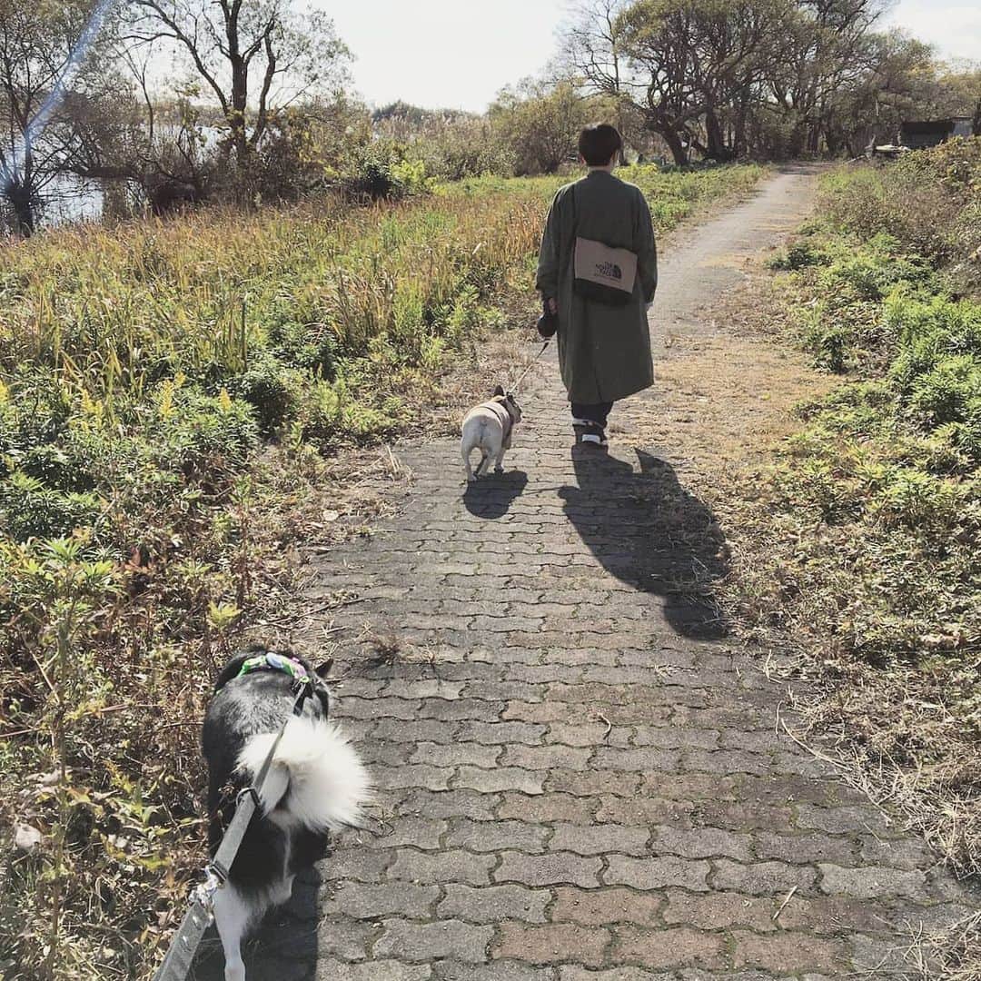 tamiさんのインスタグラム写真 - (tamiInstagram)「* #マッシュとレノン *  今日は湖のまわりをお散歩したよ。 人がいなくて気持ち良かったんだよね～🐕  * #犬との暮らし #フレンチブルドッグ#雑種犬 #多頭飼い#元保護犬#里親 #犬バカ部#犬のいる暮らし#お散歩 #frenchbulldog#ilovedogs」12月5日 18時37分 - tami_73