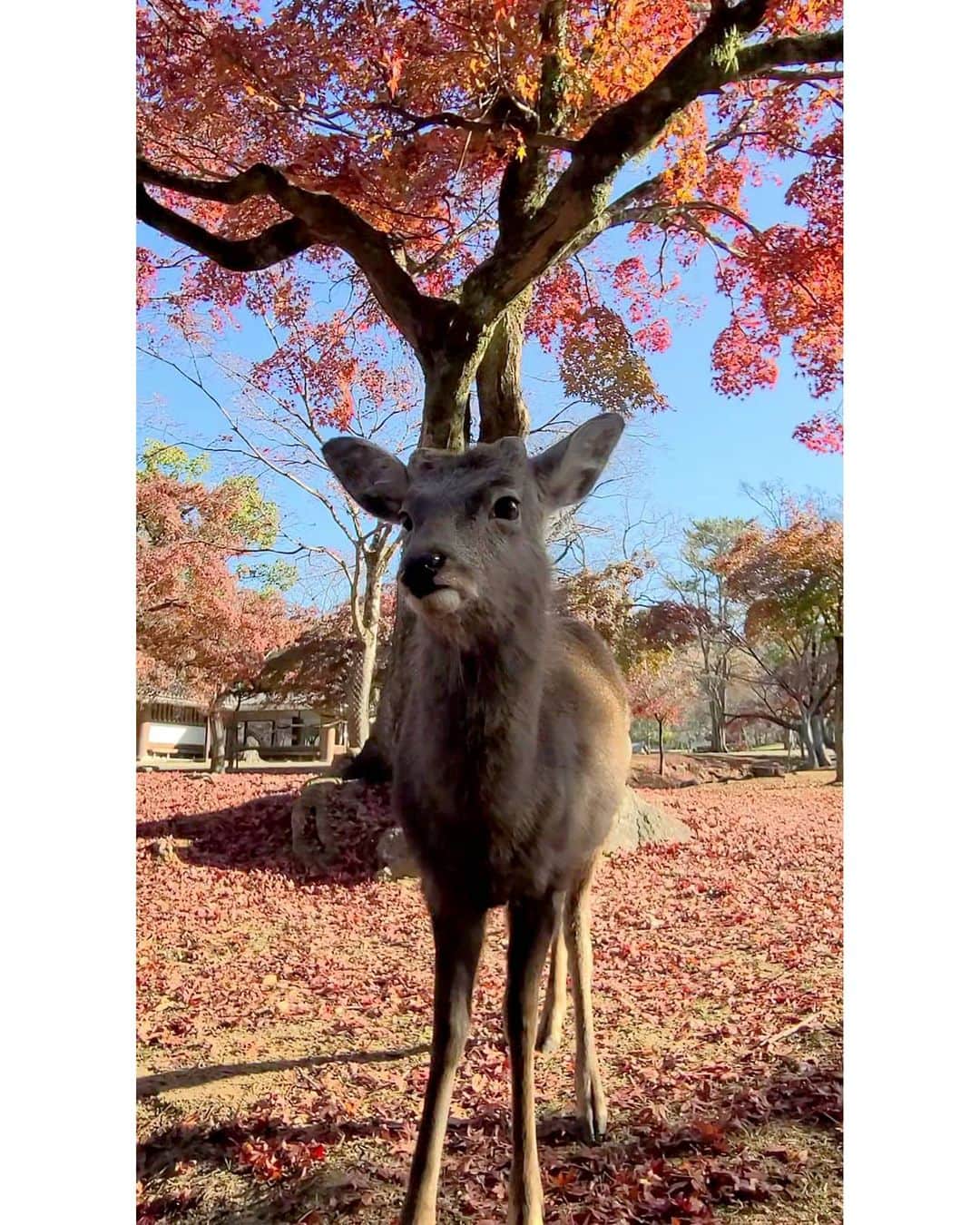 masayaさんのインスタグラム写真 - (masayaInstagram)「Maple horn🍁🦌 イケメンくんにモミジの角を😂  「鹿の角きり」は、オスが発情し気性が荒くなる秋、角による事故を防止するため、1672年奈良奉行の溝口信勝の命によって始められたそうです。毎年10月頃行われるので、この時期奈良公園にいる鹿で角がはえているオスはいません。」12月5日 18時42分 - moonlightice