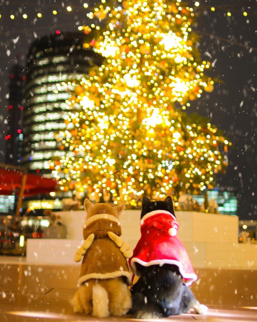 柴犬 けんしろう ゆりあのインスタグラム：「🐶🎄🐶  今日は雪が降りそうな寒さですね❄️  そろそろ、 けんサンタとゆりトナカイの出番かな🎅🦌❤️  と、言うことで今年も けんサンタとゆりトナカイから いつも見てくださってるみなさんへ 2020年の感謝の気持ちを込めて プレゼント企画を開催します🎀  今年も昨年に引き続き けんゆりポストカードです🎁✨  詳しくは明日の投稿でよろしくね🥰 けんゆりより🐶🐶 . . Location:Yokohama (けんゆりおもひで冬photo⛄️より)」