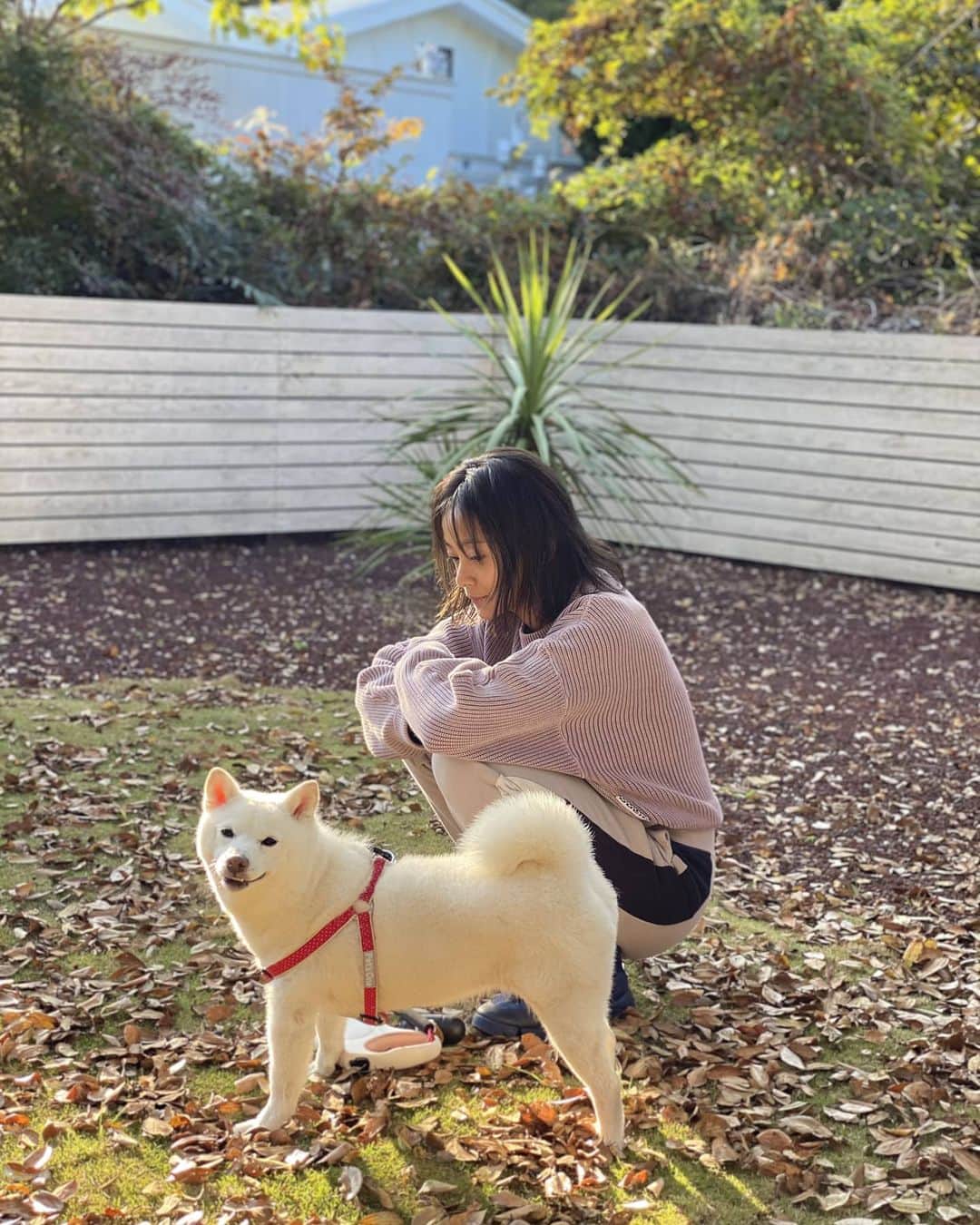 脇田恵子のインスタグラム：「寒いですね🐶」