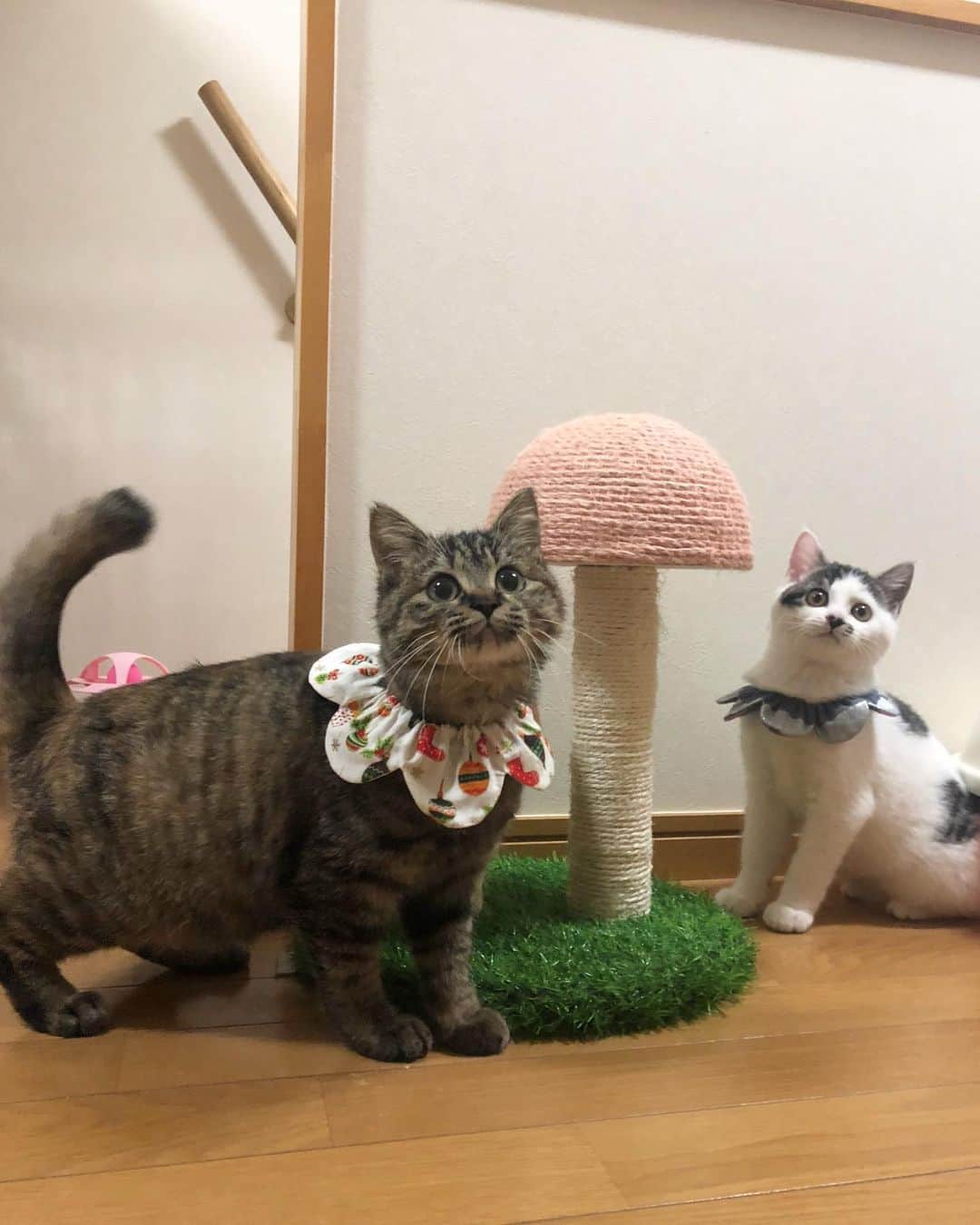 maimocotoのインスタグラム：「いつも笑ってるそらちゃん❤︎ #つばきとくら丸 ともすっかり仲良しに。だけど、明日2人は里親さんのお家へお届けです。たった1週間だったけど、同世代3人一緒に過ごせて楽しそうで、良かったなって思っています✨ そらちゃんまんまるで可愛いよね♪少し毛が長めなので余計ぽんぽこのたぬきに見えるよ❤︎ ＊ ＊ 『そら、お友達ができて、すっごくうれしいの〜♪』 ＊ ＊ #空港で保護されたそら #一人ぼっちで頑張っていたそら #モコ似のそらちゃん #東京近郊で里親さん募集中です😽 #待ち合わせは毒キノコの下で #ザビエル首輪」