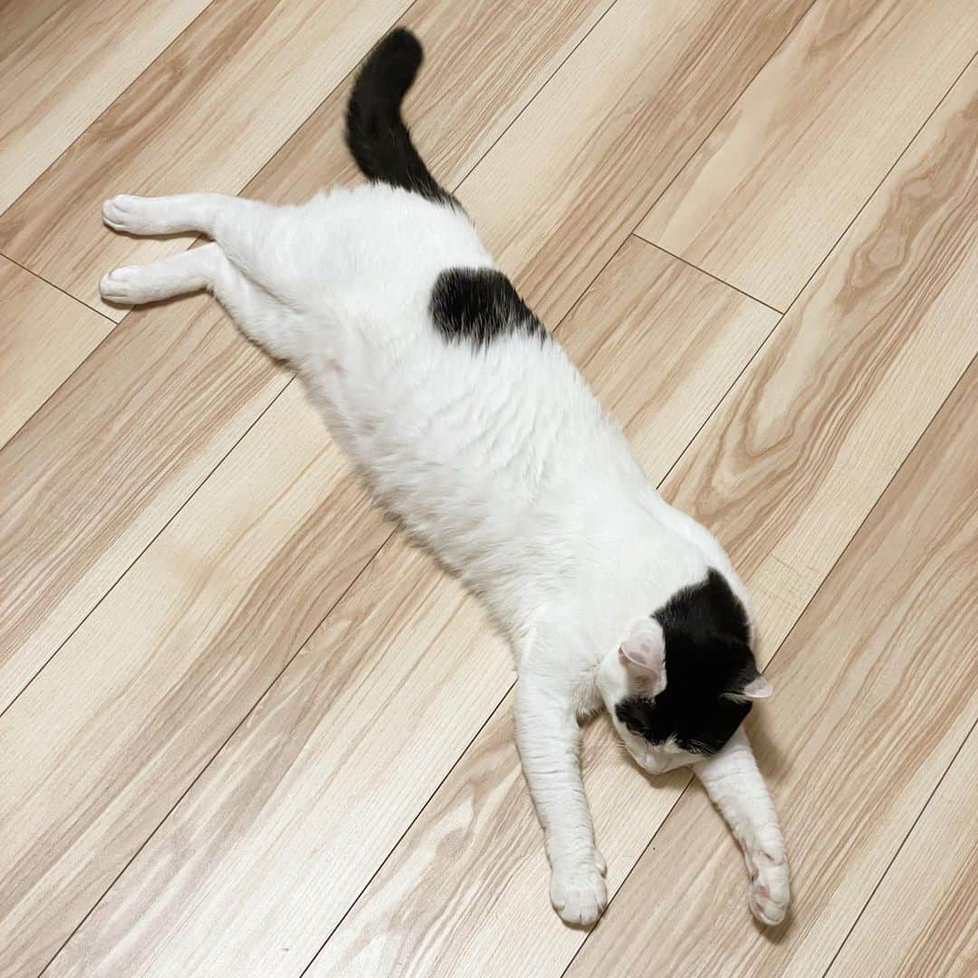 KAZUYAのインスタグラム：「今日のにゃんこ81。 床痛くないのかな？ #猫 #猫のいる暮らし #cat」