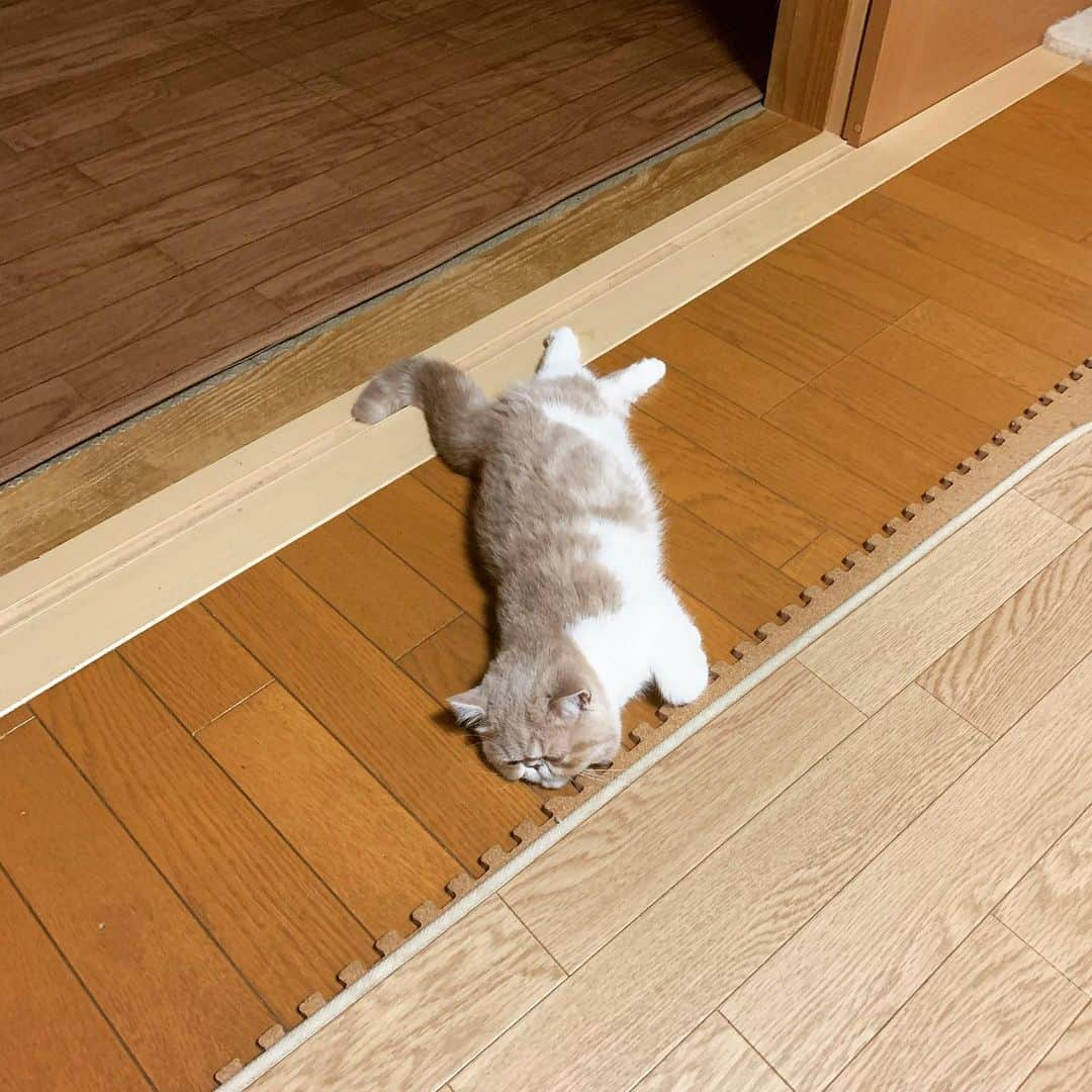 こちょねこ父さんさんのインスタグラム写真 - (こちょねこ父さんInstagram)「お◦ち◦て◦る〜😳 ・ #今日も一日 #あばれるちゃん  #疲れたみたいね #パンちゃん ・ #cat#cats#cute#catlover#catstagram#catsofinstagram#exotic#exoticcat#exotickitten#exoticshorthair#exoticshorthairkitten#ねこ#ねこ部#猫#エキゾチック#エキゾチックショートヘア#エキゾチックショートヘアー #子猫#仔猫#子にゃんこ#にゃんこ#ニャンコ#エキゾ」12月5日 19時22分 - gongon419