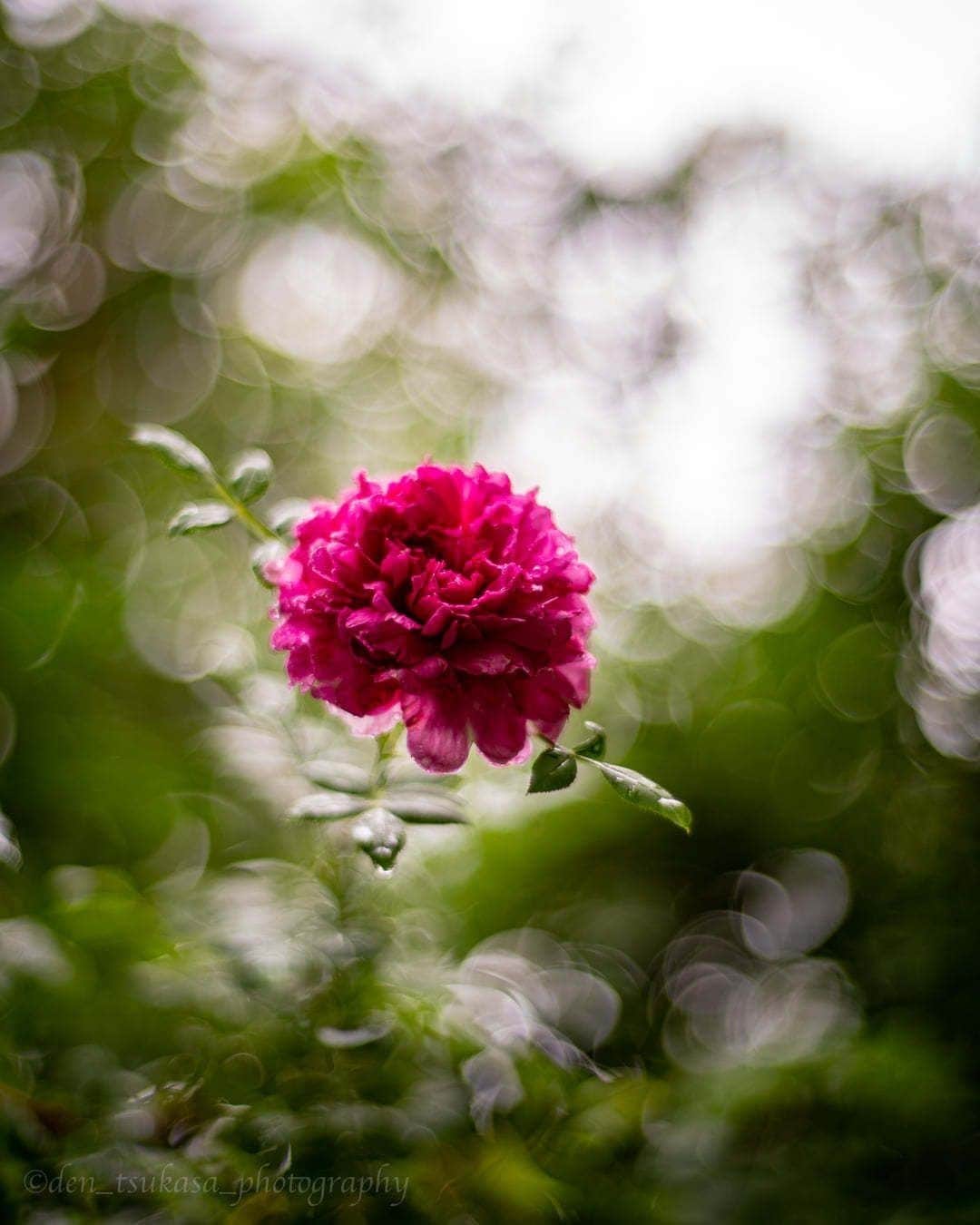 花の写真館のインスタグラム：「Photo by Den Tsukasa.⠀ .⠀ Original Post[投稿いただいたURL]⠀ https://www.facebook.com/photo.php?fbid=1161411027650970⠀ .⠀ 本アカウントは、 #私の花の写真 をつけてInstagramに投稿された皆さまの花の写真や、「花の写真館」Facebookページで投稿された花の写真を紹介します。⠀ 「花の写真館」Facebookページは、「 @floral.photograph 」のプロフィールにあるURLからご覧ください。⠀ .⠀ ※各自、政府、自治体など公的機関の指示に従った行動をお願いします。⠀⠀ 東京カメラ部および分室では、写真を「見る楽しみ」を提供することを通して、微力ながら皆様にわずかな時間でも癒しをお届けしたいと思っております。⠀ ※本アカウントは東京カメラ部がFacebook、Instagramのサービスを利用して運営しているもので、Facebook社・Instagramとは一切関係ありません。⠀ .⠀ #花の写真館 #floralphotograph #floralphoto #flower #flowers⠀ Follow: @floral.photograph」