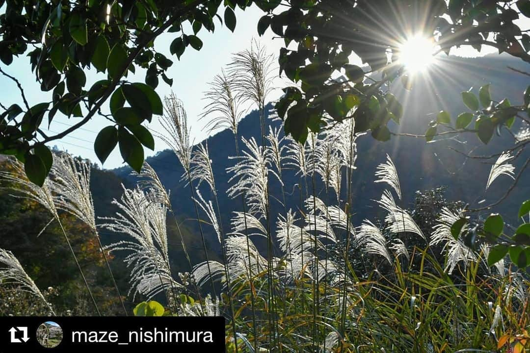 Gero City【下呂市公式アカウント】さんのインスタグラム写真 - (Gero City【下呂市公式アカウント】Instagram)「#Repost @maze_nishimura with @get_repost ・・・ #里山ミュージアム  location:岐阜県下呂市馬瀬  #すすき#岐阜県#下呂#馬瀬#馬瀬川#日本で最も美しい村#日本で最も美しい村連合#里山#里山ミュージアムガイド#田舎の景色#田舎#田舎暮らし #gerostagram#下呂アンバサダー#岐阜県インスタ部#gifuphoto#gifuebooks#gogifu #bestphoto_japan#visit_tokai#visitjapanjp#instagramjapan#Japan#Nikon#light_nikon」12月5日 19時44分 - gerostagram