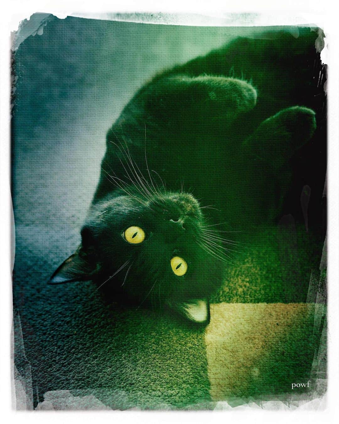 anemone_69さんのインスタグラム写真 - (anemone_69Instagram)「. #ハカセとキョウジュ #blackcat #黒猫 #cat #猫 #保護猫 . . #DreamCanvas_powf . . .」12月5日 19時59分 - powf