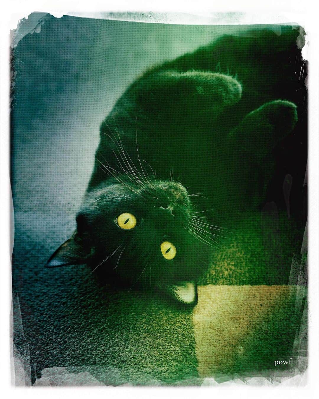 anemone_69のインスタグラム：「. #ハカセとキョウジュ #blackcat #黒猫 #cat #猫 #保護猫 . . #DreamCanvas_powf . . .」