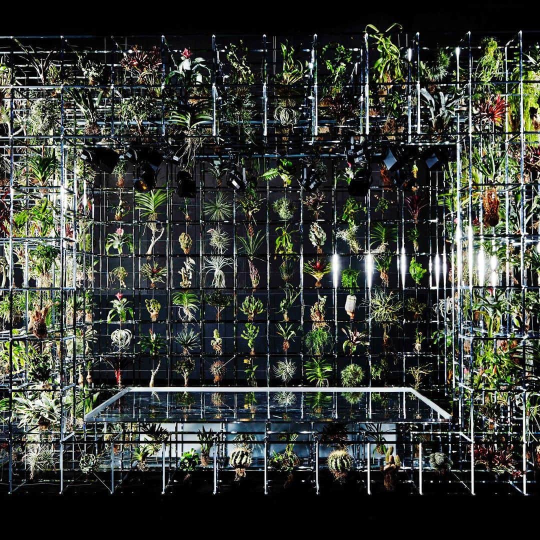 のインスタグラム：「NHK special (2014)  #azumamakoto #makotoazuma #shiinokishunsuke #amkk #amkkproject #nhk #東信 #東信花樹研究所 #botanical #botanicalart #flowers #flowerart」