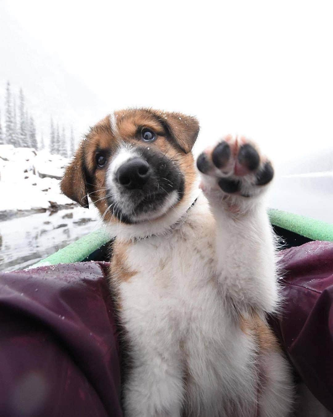 Discover Earthさんのインスタグラム写真 - (Discover EarthInstagram)「Looks like Darwin, the adopted puppy is enjoying his new life !🐶   Are you a pet rescuer? #discovercanada🇨🇦 and #discoverdogsadoption with  @trailsandbears  . . . . .  #puppylove  #puppiesofinstagram  #puppies  #dogoftheday  #instapuppy  #ilovemydog  #doglover  #petstagram  #pup  #canada ​#toront  #explorecanada  #ontario  #alberta ​#vancouve ​#montrea ​#quebe ​#b ​#britishcolumbi  #explorebc  #imagesofcanada  #canadian」12月5日 20時00分 - discoverearth