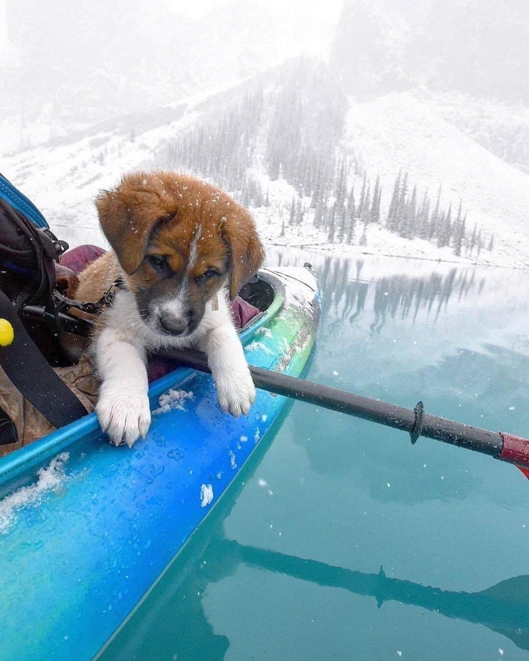 Discover Earthさんのインスタグラム写真 - (Discover EarthInstagram)「Looks like Darwin, the adopted puppy is enjoying his new life !🐶   Are you a pet rescuer? #discovercanada🇨🇦 and #discoverdogsadoption with  @trailsandbears  . . . . .  #puppylove  #puppiesofinstagram  #puppies  #dogoftheday  #instapuppy  #ilovemydog  #doglover  #petstagram  #pup  #canada ​#toront  #explorecanada  #ontario  #alberta ​#vancouve ​#montrea ​#quebe ​#b ​#britishcolumbi  #explorebc  #imagesofcanada  #canadian」12月5日 20時00分 - discoverearth