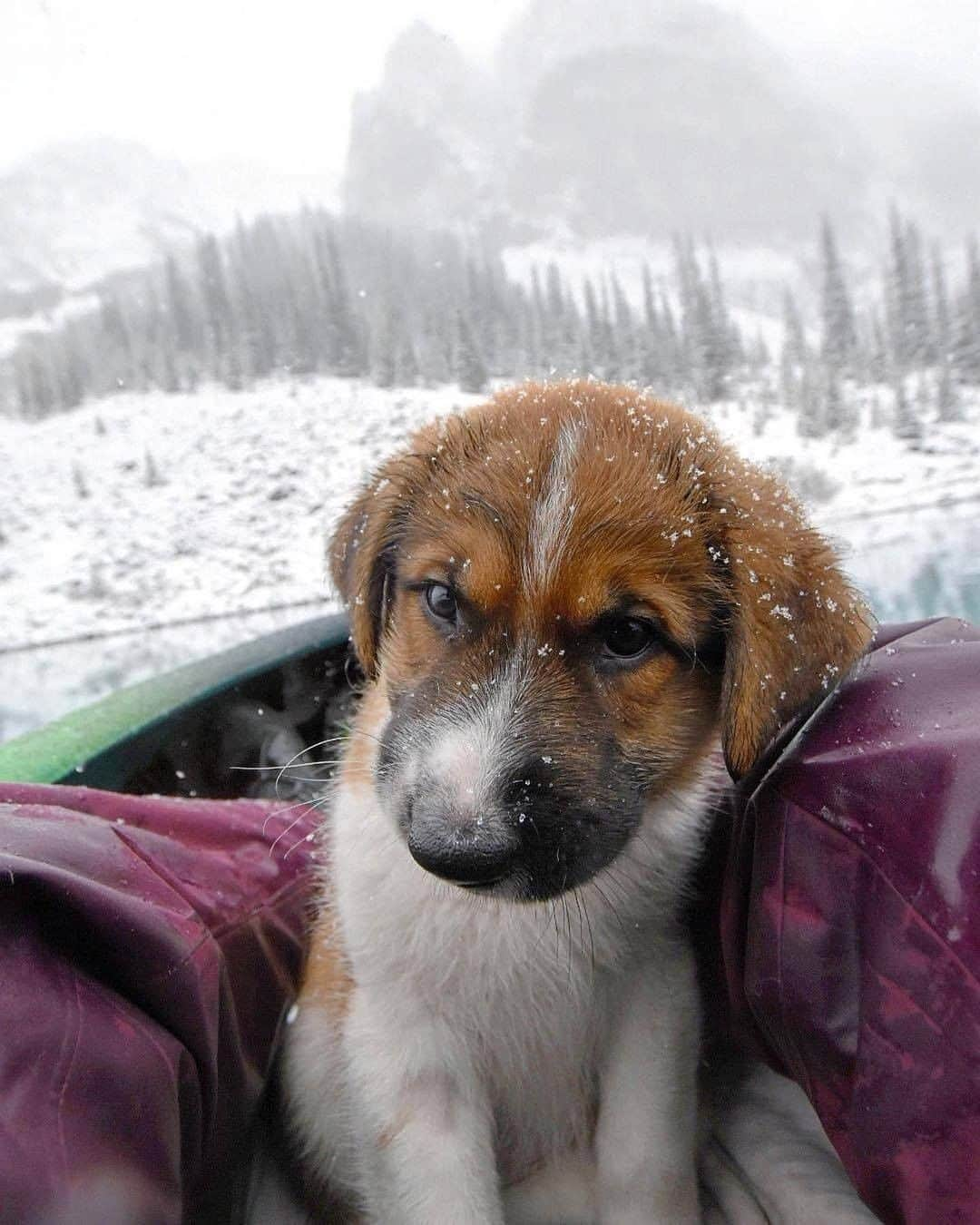 Discover Earthさんのインスタグラム写真 - (Discover EarthInstagram)「Looks like Darwin, the adopted puppy is enjoying his new life !🐶   Are you a pet rescuer? #discovercanada🇨🇦 and #discoverdogsadoption with  @trailsandbears  . . . . .  #puppylove  #puppiesofinstagram  #puppies  #dogoftheday  #instapuppy  #ilovemydog  #doglover  #petstagram  #pup  #canada ​#toront  #explorecanada  #ontario  #alberta ​#vancouve ​#montrea ​#quebe ​#b ​#britishcolumbi  #explorebc  #imagesofcanada  #canadian」12月5日 20時00分 - discoverearth