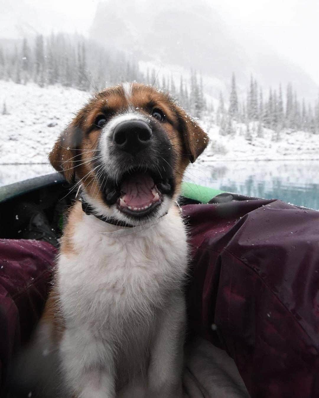 Discover Earthさんのインスタグラム写真 - (Discover EarthInstagram)「Looks like Darwin, the adopted puppy is enjoying his new life !🐶   Are you a pet rescuer? #discovercanada🇨🇦 and #discoverdogsadoption with  @trailsandbears  . . . . .  #puppylove  #puppiesofinstagram  #puppies  #dogoftheday  #instapuppy  #ilovemydog  #doglover  #petstagram  #pup  #canada ​#toront  #explorecanada  #ontario  #alberta ​#vancouve ​#montrea ​#quebe ​#b ​#britishcolumbi  #explorebc  #imagesofcanada  #canadian」12月5日 20時00分 - discoverearth