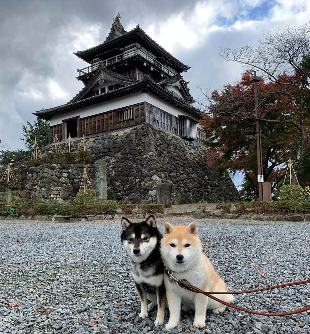 豆柴なつ&ふゆのインスタグラム