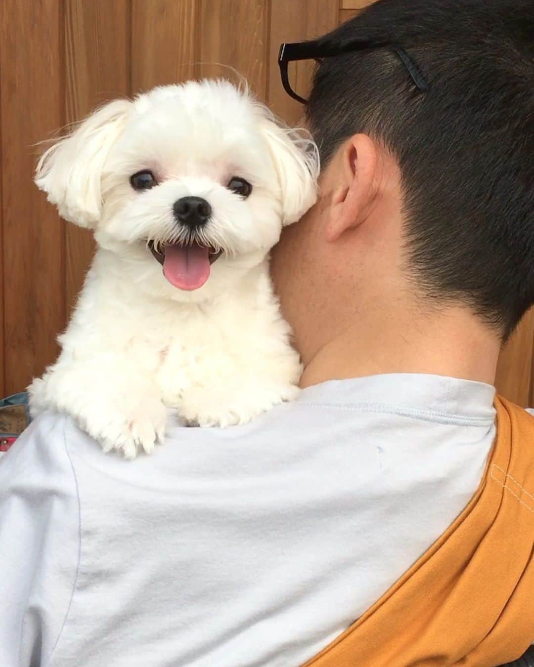 マルチーズ兄妹♡おかゆとおもちのインスタグラム：「…🐶1才4ヶ月  . . . おかゆさん、この時1才4ヶ月 、今5才7ヶ月🐶 この時はまだ幼い顔してる🌱 今では立派なガゥガゥおやじ犬になりました😅 . . . #9gag #9gagcute #maltese #malteseofinstagram #happydog #dogsmile #doglove #doglover #dogstagram #instadog #lovedogs #ilovemydog #cutedog #dogoftheday #instapet #말티즈 #fluffypack . #okayusan #マルチーズ #犬バカ部  #わんこ  #エブリドッグ  #pecotv #pecodogs #鼻ぺちゃ #マルチーズ兄妹 . .」