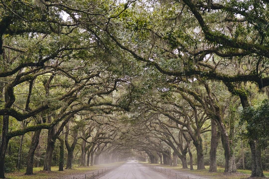National Geographic Travelさんのインスタグラム写真 - (National Geographic TravelInstagram)「Photo by Matt Borowick @mborowick / Sometimes it's hard to believe that fairy-tale landscapes like this actually exist. Hiding in a not so secretive place in Savannah, Georgia, is the Wormsloe Historic Site. This beautiful road is lined by a few hundred oak trees and draped by Spanish moss. Follow @mborowick for more pictures like this. #nature #Georgia #adventure #wilderness #savannah」12月5日 20時38分 - natgeotravel