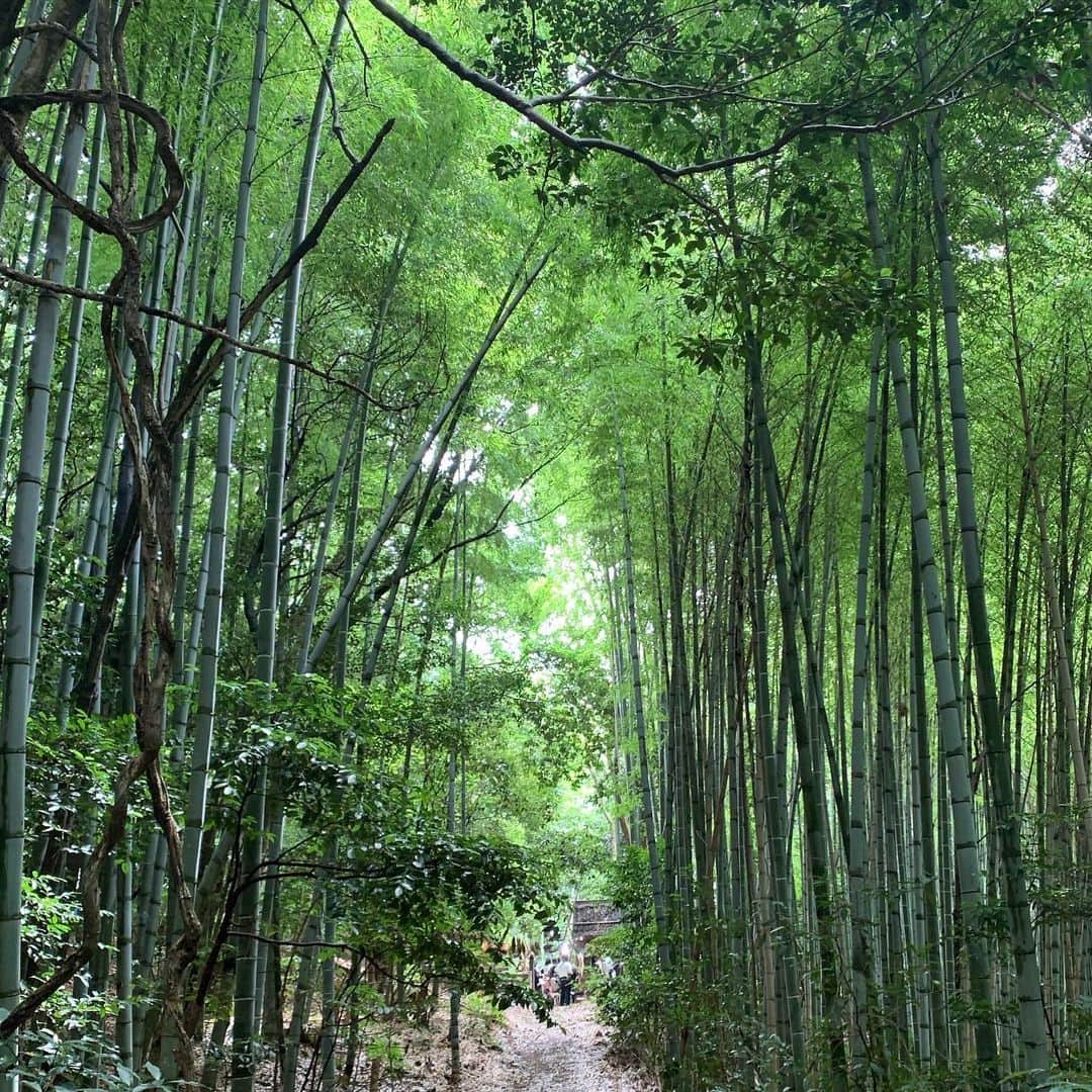 杉咲花さんのインスタグラム写真 - (杉咲花Instagram)「おちょやん第１週、いかがでしたか。  写真は千代が幼少時代に過ごした南河内の、お家周りの竹。 こんなに細いのに、空へ向かってただひたすらに伸び続ける竹を見ると、私も、背筋がしゃんと、引き締まるような感覚になりました。」12月5日 20時48分 - hanasugisaki