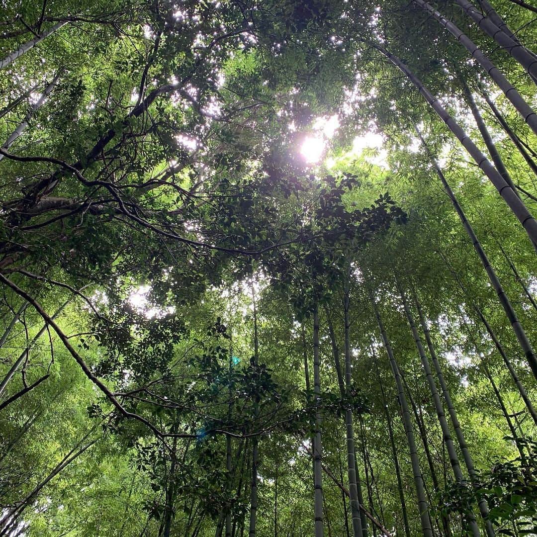 杉咲花さんのインスタグラム写真 - (杉咲花Instagram)「おちょやん第１週、いかがでしたか。  写真は千代が幼少時代に過ごした南河内の、お家周りの竹。 こんなに細いのに、空へ向かってただひたすらに伸び続ける竹を見ると、私も、背筋がしゃんと、引き締まるような感覚になりました。」12月5日 20時48分 - hanasugisaki