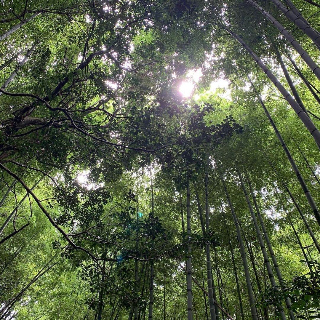 杉咲花のインスタグラム：「おちょやん第１週、いかがでしたか。  写真は千代が幼少時代に過ごした南河内の、お家周りの竹。 こんなに細いのに、空へ向かってただひたすらに伸び続ける竹を見ると、私も、背筋がしゃんと、引き締まるような感覚になりました。」