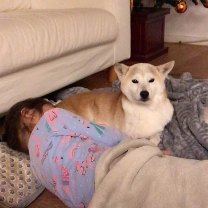 柴犬リリコのインスタグラム：「色々なことに消極的なリリコさんですが、暖かい場所は譲れないようです♨️🐶 #どきませんよ #かんたん床暖」