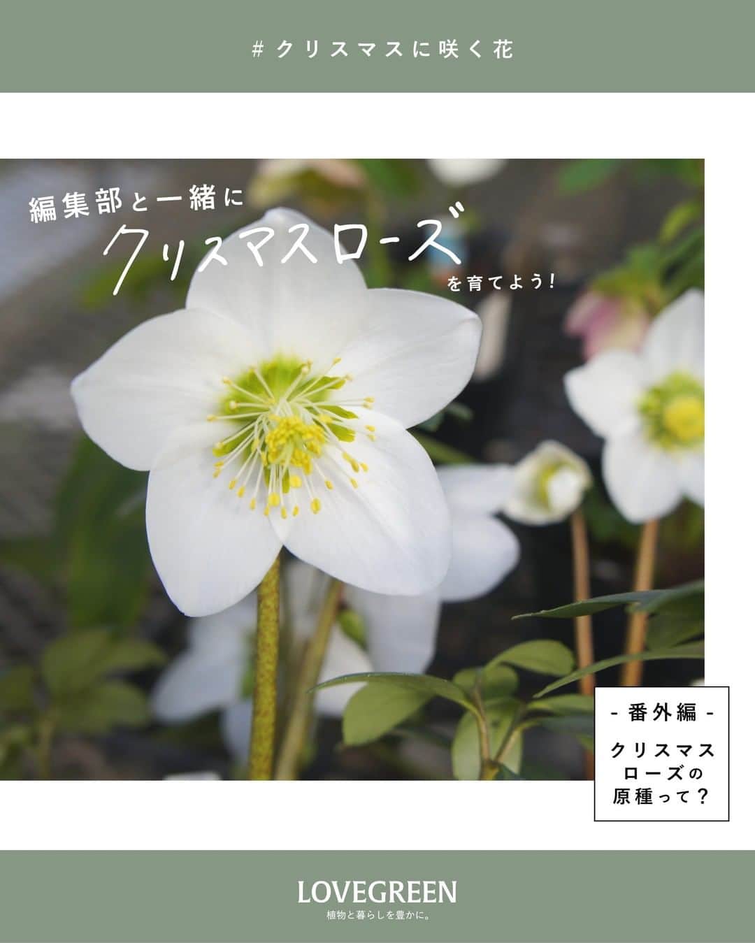 LOVEGREEN -植物と暮らしを豊かに。さんのインスタグラム写真 - (LOVEGREEN -植物と暮らしを豊かに。Instagram)「［編集部と一緒にクリスマスローズを育てよう！【番外編➁】］ 　. ～原種クリスマスローズ・ニゲル～  冬の花の代表各！ 可憐な花姿が人気の「クリスマスローズ」。 . そのクリスマスローズを日本に広めたパイオニア的存在 生産者である花郷園さんのクリスマスローズがLOVEGREEN STOREにて販売中！ . お届けするのは、まだ花を咲かせる前の実生苗。どの色の花が咲くかは咲いてからのお楽しみです。 現在、編集部でも花郷園さんのクリスマスローズを育成中！ 毎週土曜日のこの時間は編集部で育てているクリスマスローズの育成日記をお届けしています。 今回は番外編➁！原種クリスマスローズ・ニゲルの魅力をご紹介します。 . . 性質が強く、寒い冬から早春にかけて開花する人気の花、クリスマスローズ。毎年新品種が登場し、色や咲き方などがとても豊富でマニアも多い常緑多年草です。 その中でも根強い人気を誇る「クリスマスローズ・ニゲル」は原種のクリスマスローズ。 . 【魅力①】 美しい純白の花びら ニゲルの特徴はなんといっても純白の花姿。 幻想的で透き通った純白の花びらはずっと眺めていたくなります。 クリスマスローズは開花シーズンになると、まあるい可愛らしいつぼみをつけます。白いニゲルのつぼみは、まるで純白の卵のようなんですよ🥚 . 【魅力➁】 クリスマスのころに開花⁉🎄 クリスマスローズという名前は、ヨーロッパのイギリスやドイツのような気象だと、クリスマスの頃に咲くことからその名前がついています。 実際にクリスマスに花を咲かせるのは原種のクリスマスローズ・ニゲル 「クリスマスローズ」の名前の由来となった品種でもあります。 . あなたもきっとクリスマスローズの虜になること、間違いなし…！！ LOVEGREEN STOREでは現在、原種のクリスマスローズ 「ニゲル」を販売中です。気になっていた方はこの機会にチャレンジしてみませんか。 さらにさらに… 可憐なニゲルの花にぴったりな、花郷園さんオリジナル鉢も2サイズ展開でご用意しています！！ ぜひチェックしてみてくださいね～◎ . まだまだたっぷりあるクリスマスローズの魅力。 次回は【番外編➂】をお届け。お楽しみに！ . . #クリスマスローズ #クリスマスローズニゲル #クリスマスローズニゲル #ニゲル #原種 #クリスマス #冬の花 #冬 #花 #ガーデニング #ガーデナー #プランターガーデニング #ベランダ #ベランダガーデニング #庭 #庭のある暮らし #庭の花 #花が好き #花のある暮らし #ガーデニング初心者 #賃貸ベランダ #ナチュラルインテリア #賃貸インテリア #植物のある暮らし #シンプルな暮らし #シンプルライフ #暮らしを楽しむ #日々の暮らし #花壇」12月5日 21時00分 - lovegreen_official