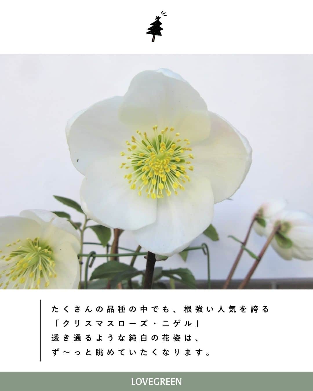 LOVEGREEN -植物と暮らしを豊かに。さんのインスタグラム写真 - (LOVEGREEN -植物と暮らしを豊かに。Instagram)「［編集部と一緒にクリスマスローズを育てよう！【番外編➁】］ 　. ～原種クリスマスローズ・ニゲル～  冬の花の代表各！ 可憐な花姿が人気の「クリスマスローズ」。 . そのクリスマスローズを日本に広めたパイオニア的存在 生産者である花郷園さんのクリスマスローズがLOVEGREEN STOREにて販売中！ . お届けするのは、まだ花を咲かせる前の実生苗。どの色の花が咲くかは咲いてからのお楽しみです。 現在、編集部でも花郷園さんのクリスマスローズを育成中！ 毎週土曜日のこの時間は編集部で育てているクリスマスローズの育成日記をお届けしています。 今回は番外編➁！原種クリスマスローズ・ニゲルの魅力をご紹介します。 . . 性質が強く、寒い冬から早春にかけて開花する人気の花、クリスマスローズ。毎年新品種が登場し、色や咲き方などがとても豊富でマニアも多い常緑多年草です。 その中でも根強い人気を誇る「クリスマスローズ・ニゲル」は原種のクリスマスローズ。 . 【魅力①】 美しい純白の花びら ニゲルの特徴はなんといっても純白の花姿。 幻想的で透き通った純白の花びらはずっと眺めていたくなります。 クリスマスローズは開花シーズンになると、まあるい可愛らしいつぼみをつけます。白いニゲルのつぼみは、まるで純白の卵のようなんですよ🥚 . 【魅力➁】 クリスマスのころに開花⁉🎄 クリスマスローズという名前は、ヨーロッパのイギリスやドイツのような気象だと、クリスマスの頃に咲くことからその名前がついています。 実際にクリスマスに花を咲かせるのは原種のクリスマスローズ・ニゲル 「クリスマスローズ」の名前の由来となった品種でもあります。 . あなたもきっとクリスマスローズの虜になること、間違いなし…！！ LOVEGREEN STOREでは現在、原種のクリスマスローズ 「ニゲル」を販売中です。気になっていた方はこの機会にチャレンジしてみませんか。 さらにさらに… 可憐なニゲルの花にぴったりな、花郷園さんオリジナル鉢も2サイズ展開でご用意しています！！ ぜひチェックしてみてくださいね～◎ . まだまだたっぷりあるクリスマスローズの魅力。 次回は【番外編➂】をお届け。お楽しみに！ . . #クリスマスローズ #クリスマスローズニゲル #クリスマスローズニゲル #ニゲル #原種 #クリスマス #冬の花 #冬 #花 #ガーデニング #ガーデナー #プランターガーデニング #ベランダ #ベランダガーデニング #庭 #庭のある暮らし #庭の花 #花が好き #花のある暮らし #ガーデニング初心者 #賃貸ベランダ #ナチュラルインテリア #賃貸インテリア #植物のある暮らし #シンプルな暮らし #シンプルライフ #暮らしを楽しむ #日々の暮らし #花壇」12月5日 21時00分 - lovegreen_official