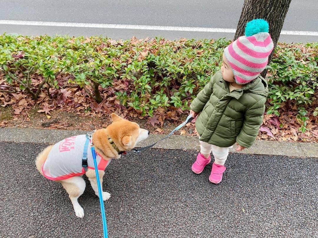 T&P Brothersさんのインスタグラム写真 - (T&P BrothersInstagram)「お散歩の時、ウンチ💩している間もちゃんと待っています😂  #shiba  #dog #柴 #柴犬 #tora #トラ #柴パグ #시바 #ベビフル #ママリ #コドモノ #コノビー #ママタス #赤ちゃんと犬 #生後31ヶ月 #2歳 #2歳7ヶ月」12月5日 21時04分 - tora_pom_happylife