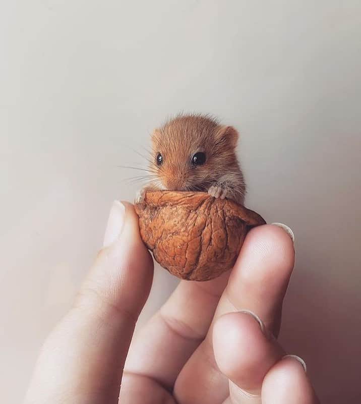 animals.coのインスタグラム：「The cutest little mouse 🐭😍 Photography by @ilenia_rescue」